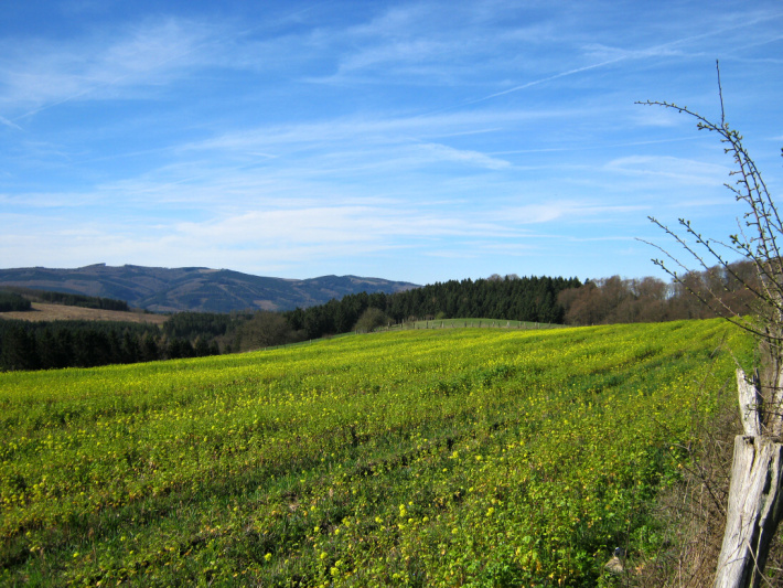 Waldzauber