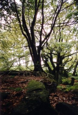 Steinwurzeln