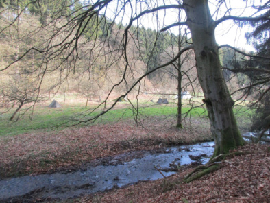 Wald-Zauber-Leben