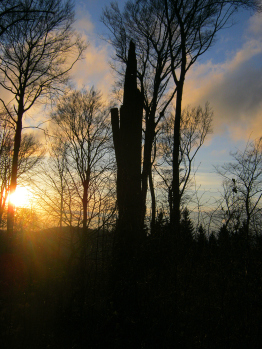 Waldlauschen