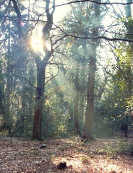 Wald-Licht